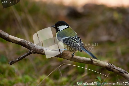 Image of great tit