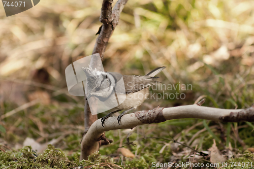 Image of Crested tit