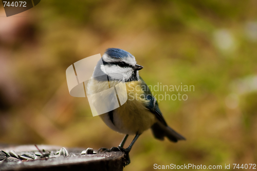 Image of blue tit