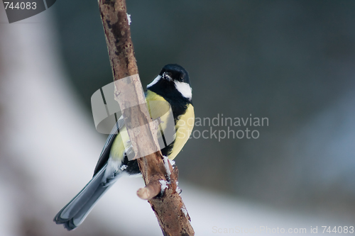 Image of great tit