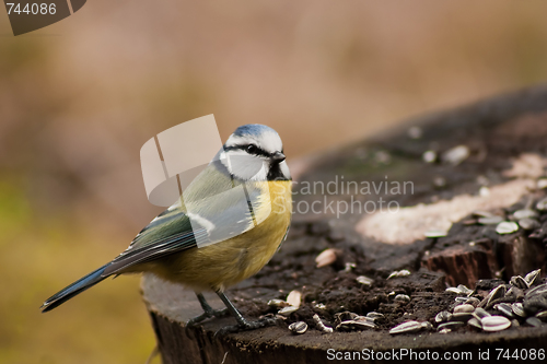Image of blue tit