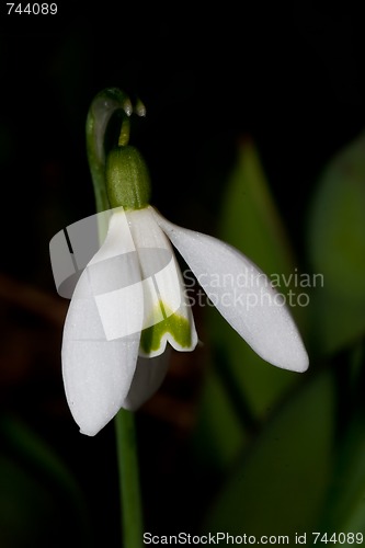 Image of snowdrop