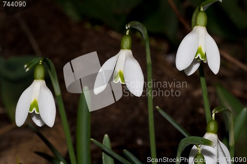 Image of snowdrops