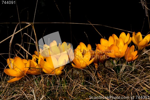 Image of yellow crocus