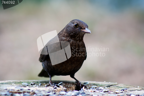 Image of blackbird