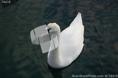 Image of Swan 28.01.2006