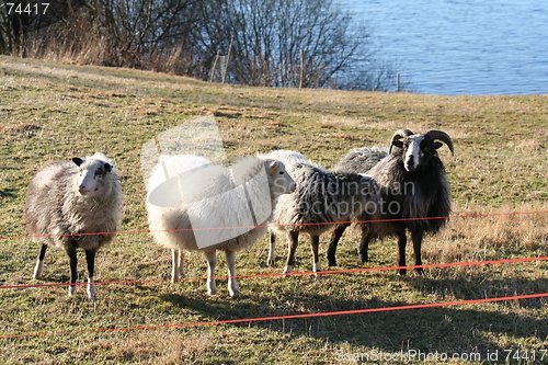 Image of Sheep 25.01.2006