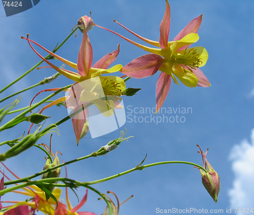 Image of Aquilegia flowers