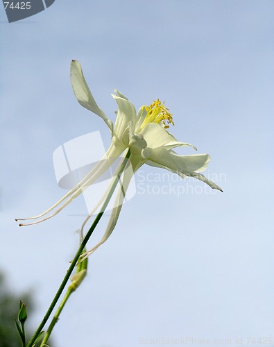 Image of Aquilegia flowers