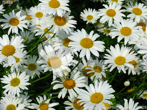 Image of Daisy meadow