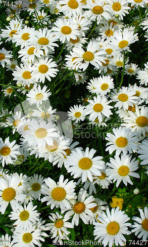 Image of Daisy meadow