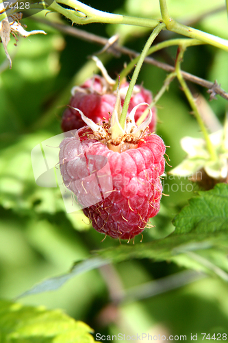 Image of Raspberry