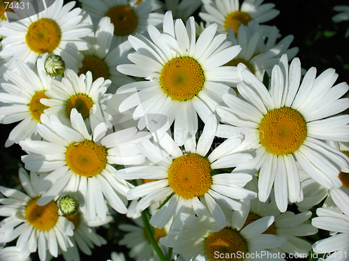 Image of Daisy meadow