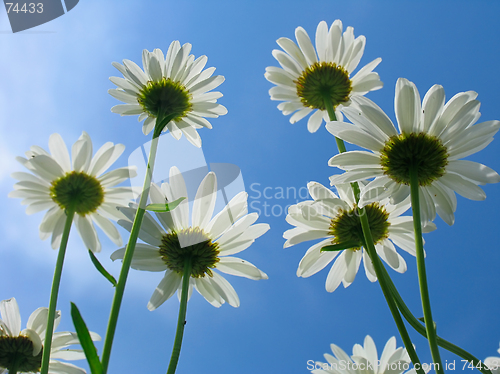 Image of Daisy