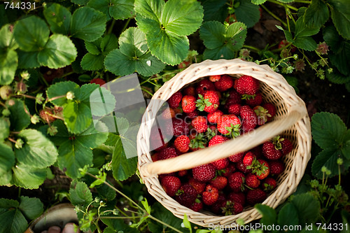 Image of Garden strawberry