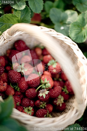 Image of Garden strawberry