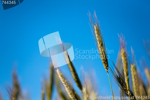 Image of close-up of wheat ear