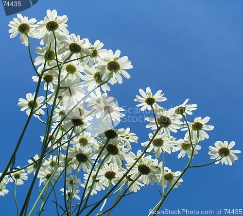 Image of Daisy