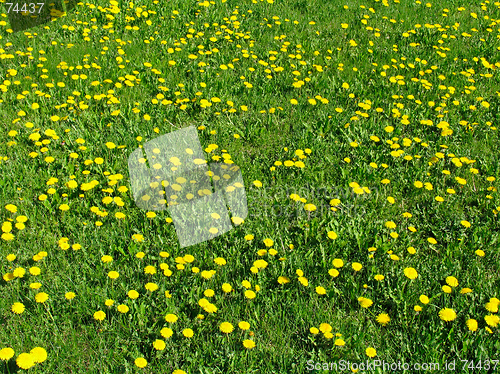 Image of Dandelion meadow