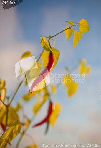 Image of Chilly peppers