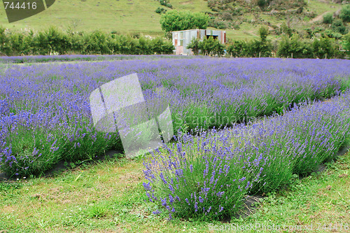 Image of Lavender farm.