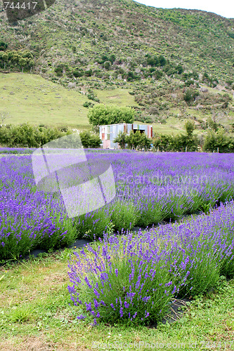Image of Lavender farm.