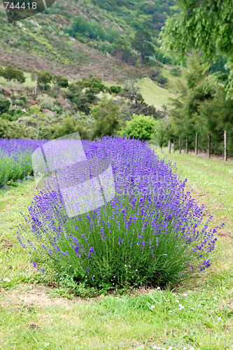Image of Lavender farm.