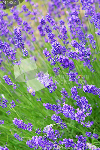 Image of Lavender farm.