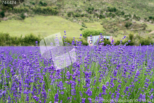 Image of Lavender farm.