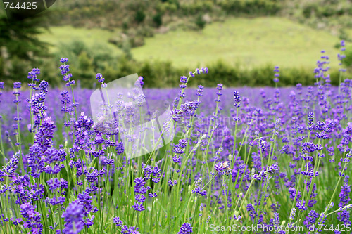 Image of Lavender farm.