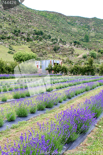 Image of Lavender farm.