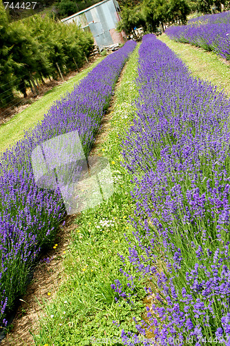 Image of Lavender farm.