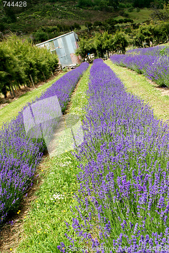 Image of Lavender farm.