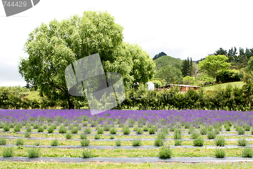 Image of Lavender farm.
