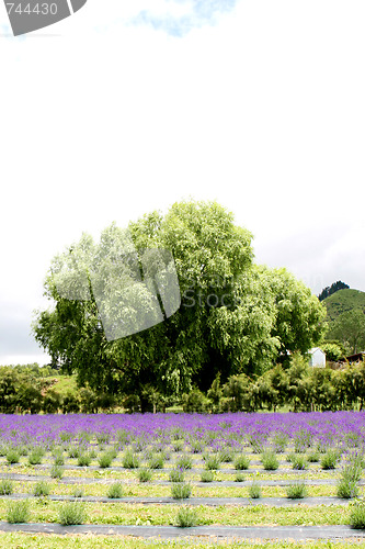 Image of Lavender farm.