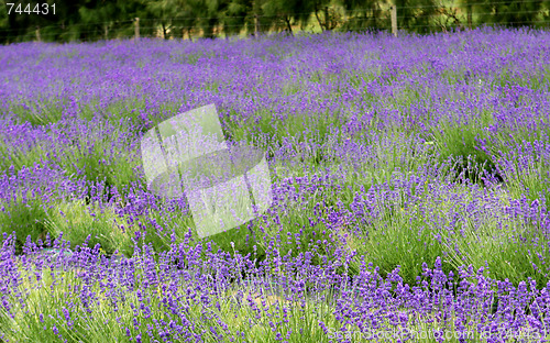 Image of Lavender farm.