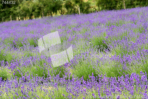 Image of Lavender farm.