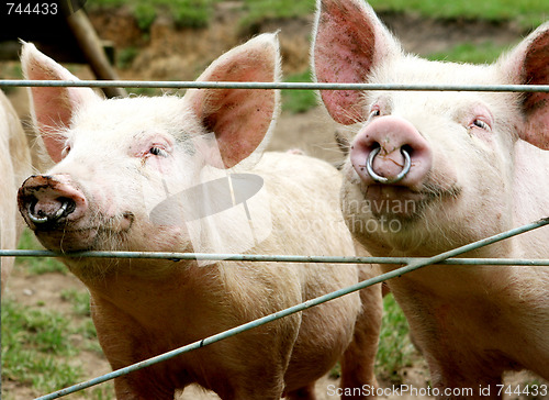 Image of Pigs