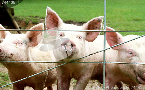 Image of Pigs