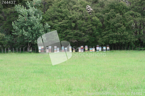 Image of Bee hives