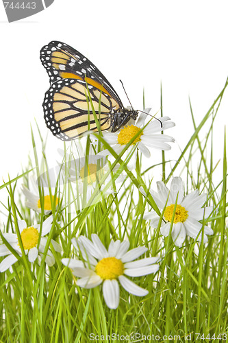 Image of Butterfly on Daisy flower 