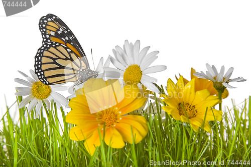 Image of Butterfly on Daisy flower