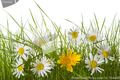 Image of Daisy Flowers Amongst Grass