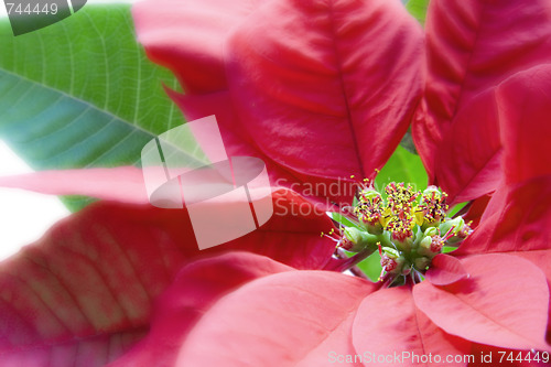 Image of Poinsettia Macro Over White