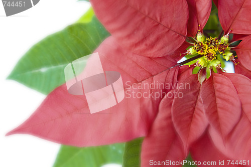 Image of Poinsettia Macro Over White