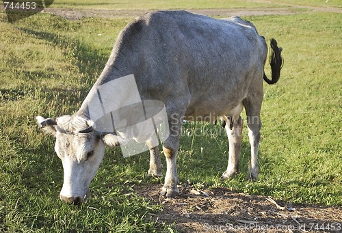 Image of gray cow
