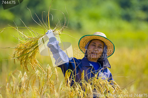 Image of woman cutting rice