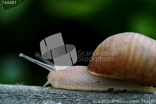 Image of Snail