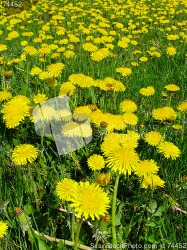 Image of Dandelion meadow