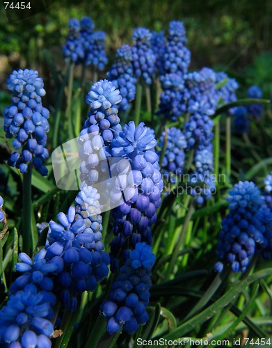 Image of Blue flowers